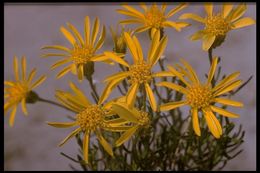 Image of narrowleaf goldenbush