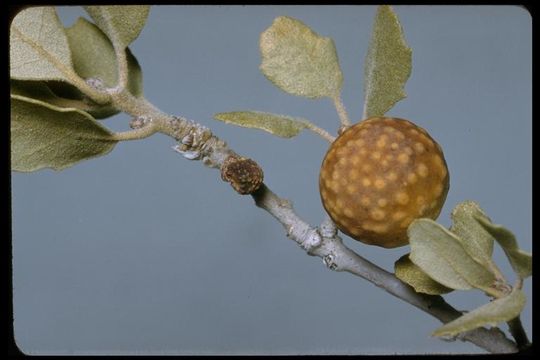 Слика од Quercus chrysolepis Liebm.