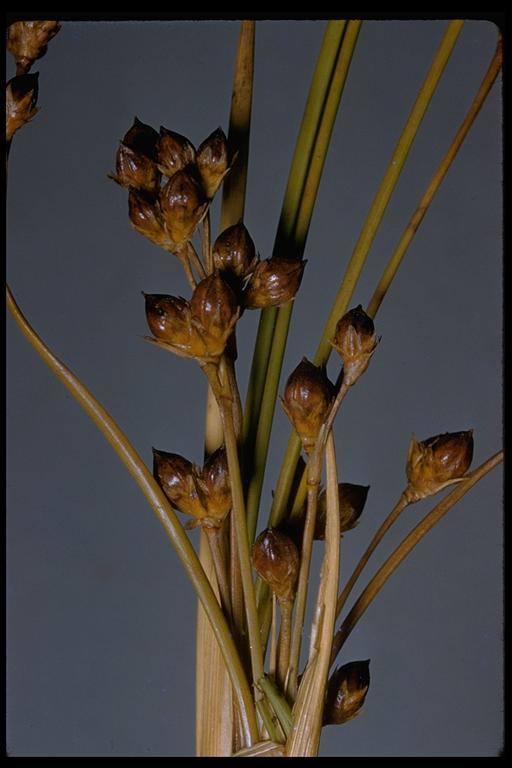 <i>Juncus acutus</i> ssp. <i>leopoldii</i> resmi