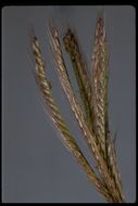 Image of feather fingergrass