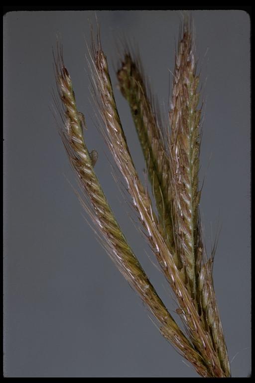 Image of feather fingergrass