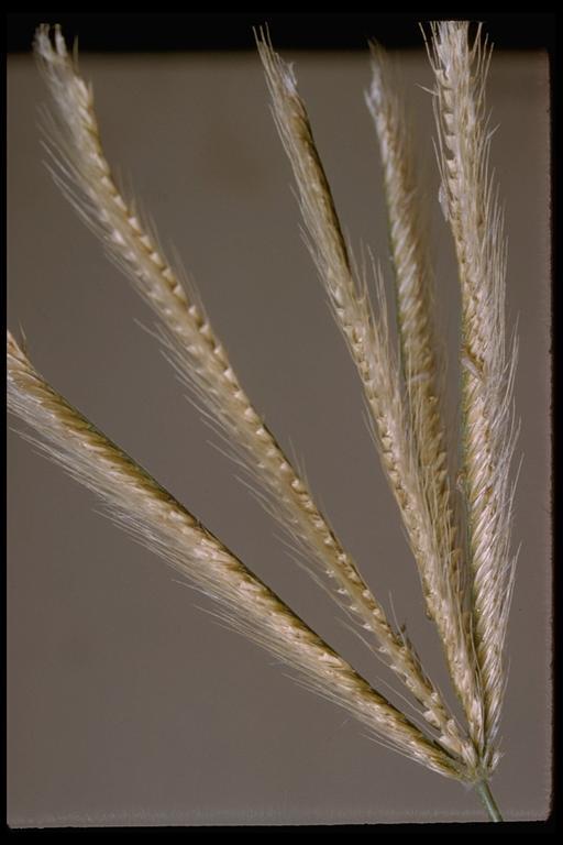 Image of feather fingergrass