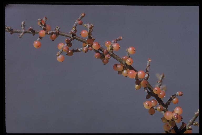 Image of mesquite mistletoe