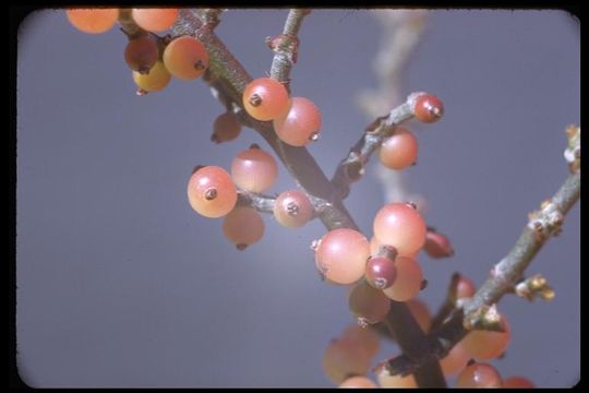 Image of mesquite mistletoe