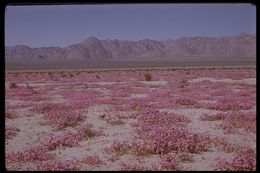 Image of desert sand verbena