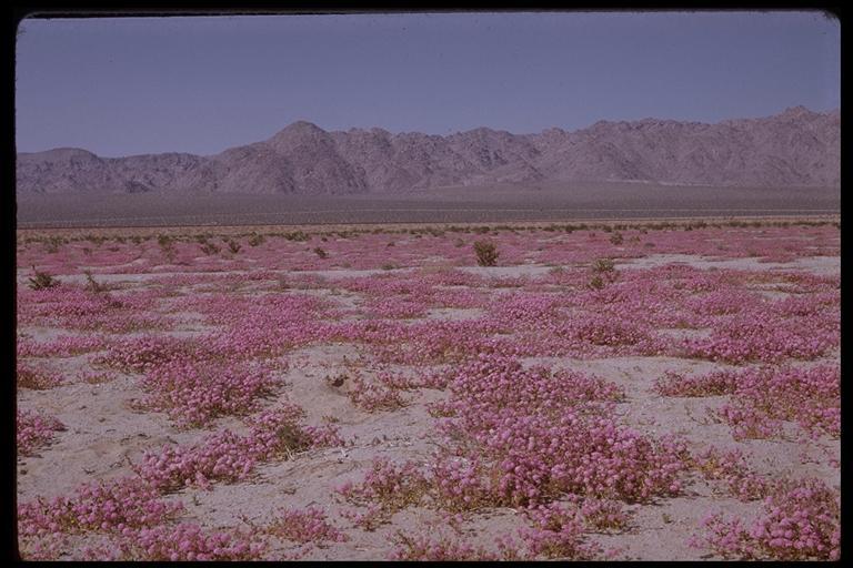 Image of desert sand verbena