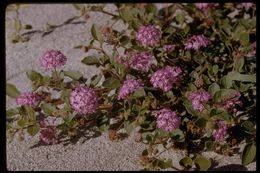 Image of desert sand verbena