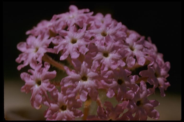 Image of desert sand verbena