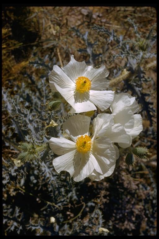 Image of pricklypoppy