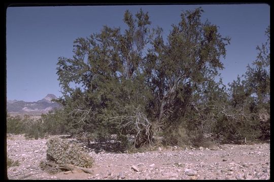 Image of desert ironwood