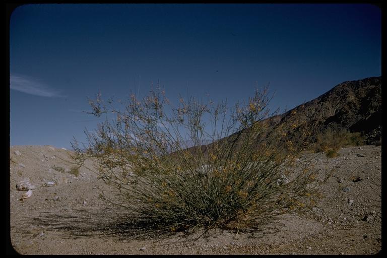 Plancia ëd Hoffmannseggia microphylla Torr.