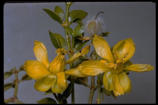 Image of creosote bush