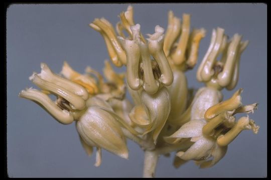 Image of rush milkweed