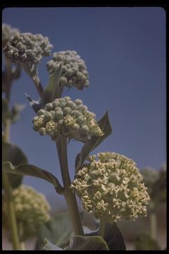 Asclepias erosa Torr.的圖片