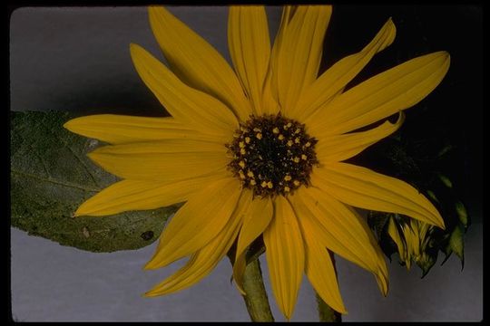 Image of common sunflower