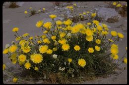 Image of smooth desertdandelion