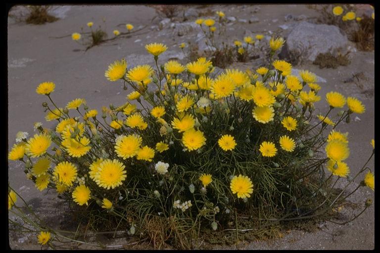 Image of smooth desertdandelion