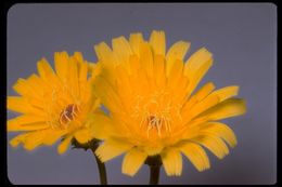 Image of smooth desertdandelion