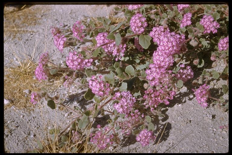 Image of desert sand verbena