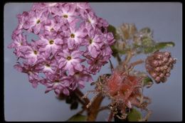 Image of desert sand verbena