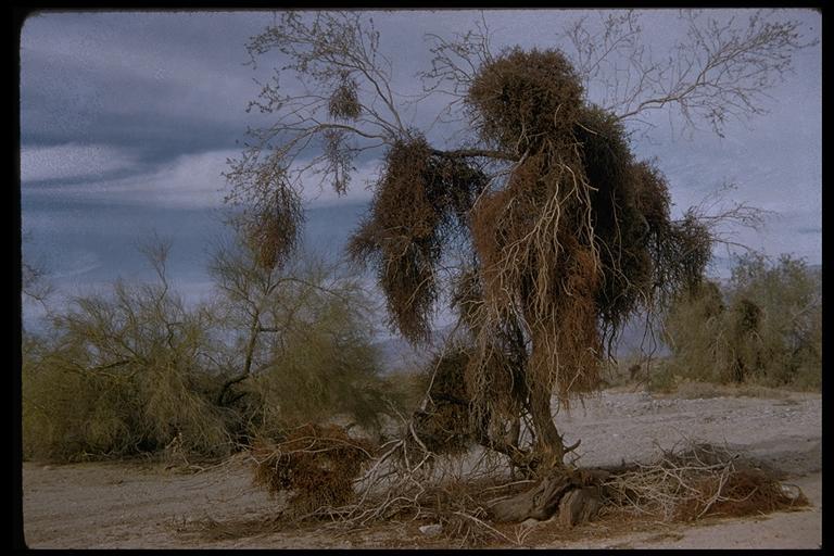 Image of mesquite mistletoe