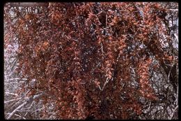 Image of mesquite mistletoe