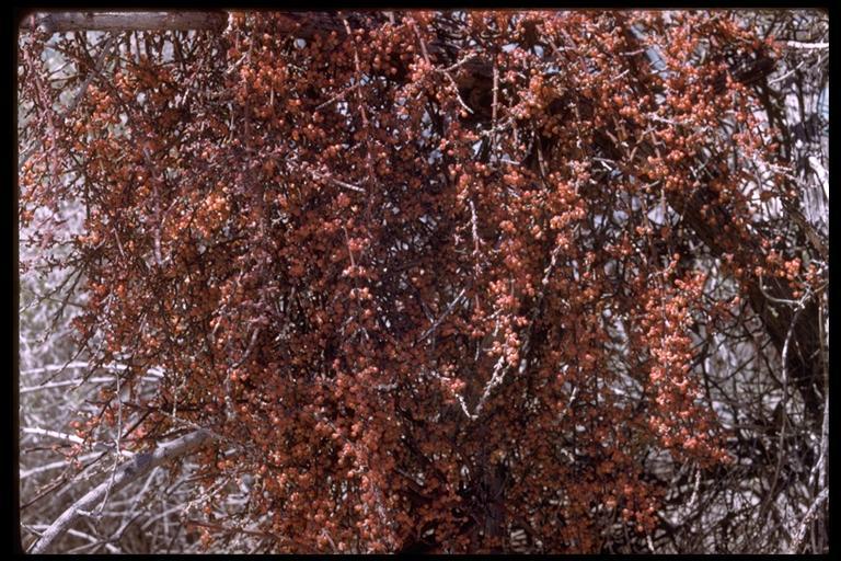 Image of mesquite mistletoe