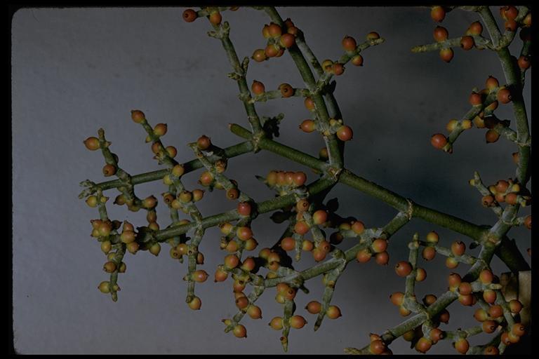 Image of mesquite mistletoe