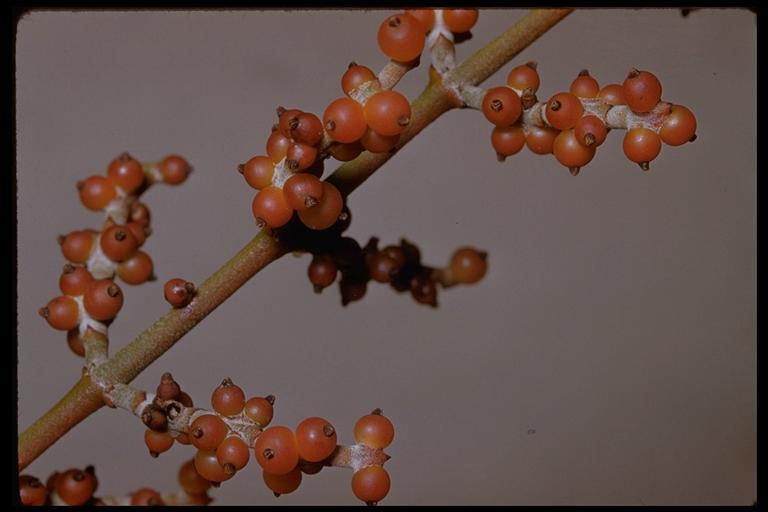 Image of mesquite mistletoe