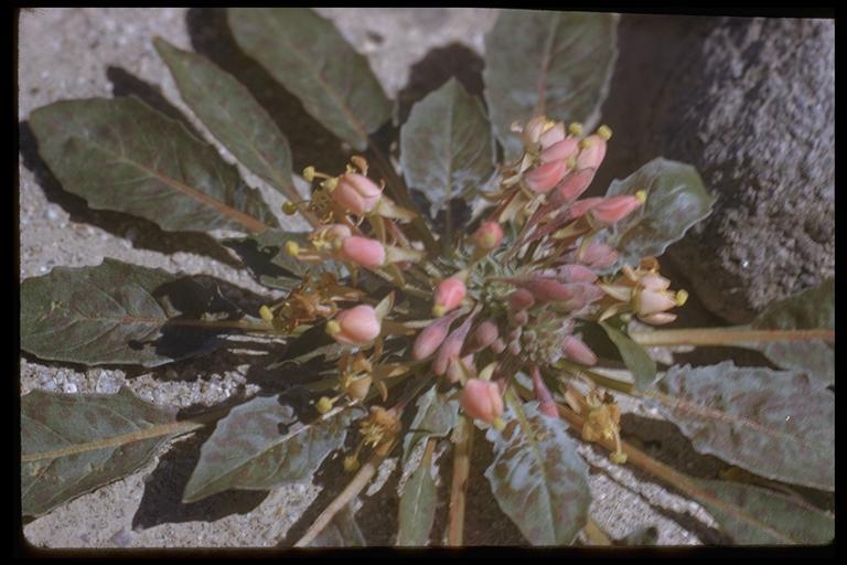 Imagem de Eremothera boothii subsp. desertorum (Munz) W. L. Wagner & Hoch