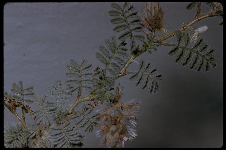 Image of hairy prairie clover