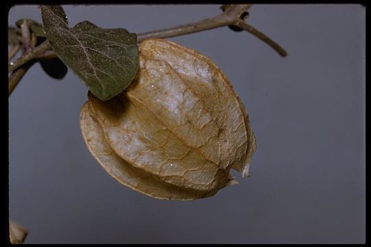 Image of yellow nightshade groundcherry