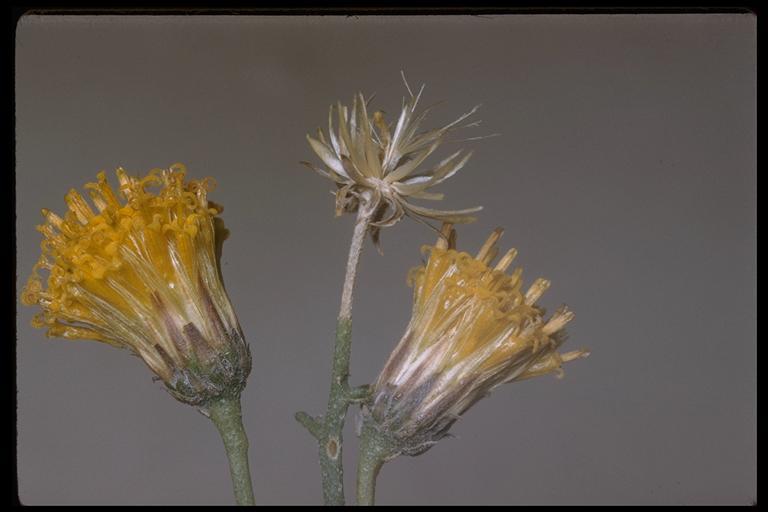 Image de Bebbia juncea var. aspera Greene