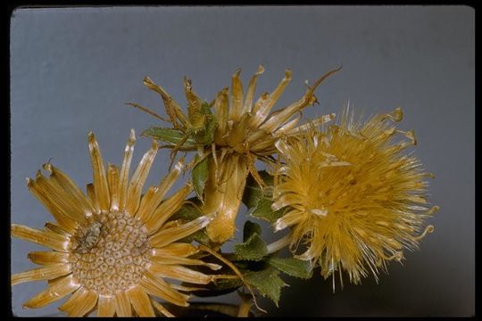 Image de Xylorhiza cognata (H. M. Hall) T. J. Watson