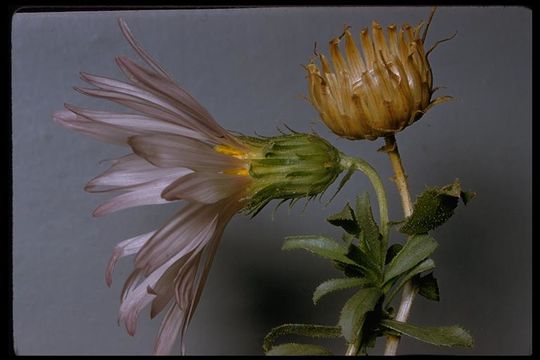 Image de Xylorhiza cognata (H. M. Hall) T. J. Watson