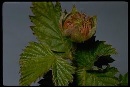 Image de Rubus spectabilis Pursh