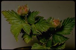 Image de Rubus spectabilis Pursh