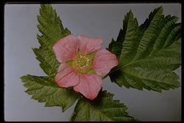 Image de Rubus spectabilis Pursh