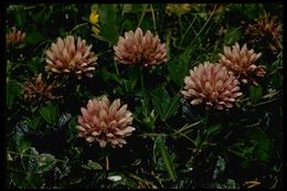Imagem de Trifolium wormskioldii Lehm.