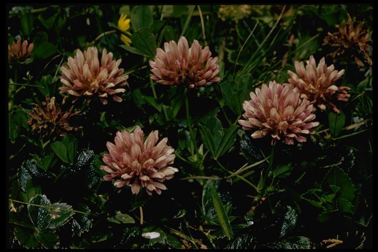 Image of cows clover