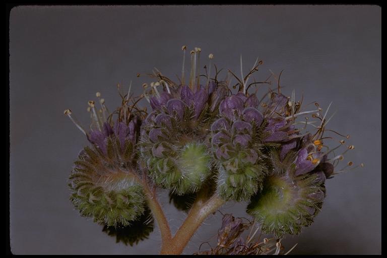 Image de Phacelia californica Cham.