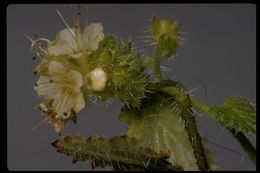 Image of stinging phacelia