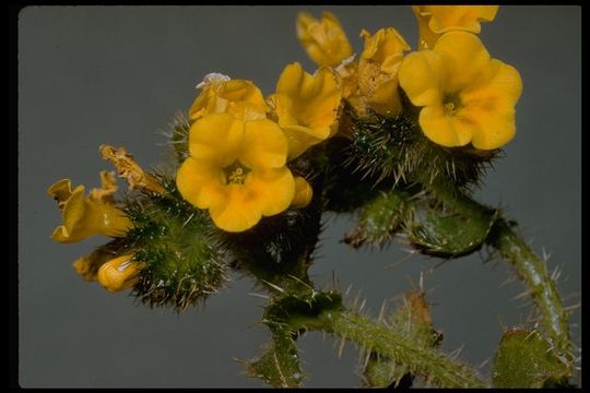 Слика од Amsinckia spectabilis Fisch. & C. A. Mey.