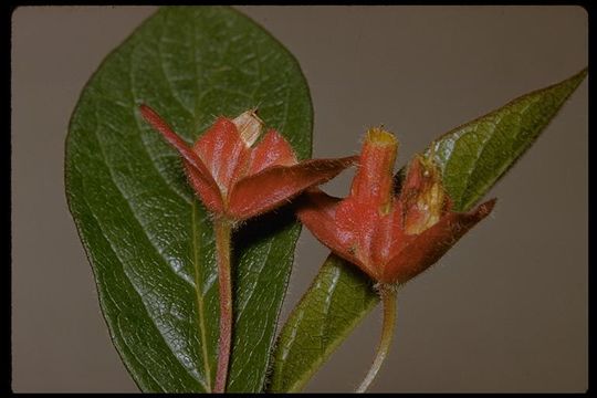 Imagem de Lonicera involucrata var. ledebourii (Eschsch.) Jeps.