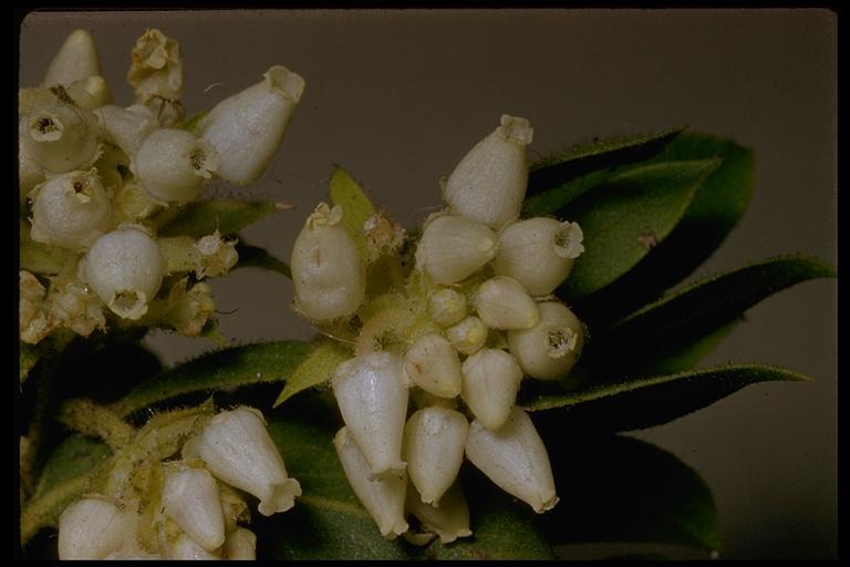 Sivun Arctostaphylos virgata Eastw. kuva