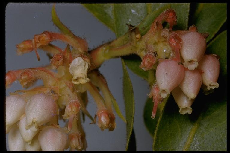 Sivun Arctostaphylos virgata Eastw. kuva