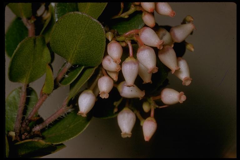 Image of glossyleaf manzanita