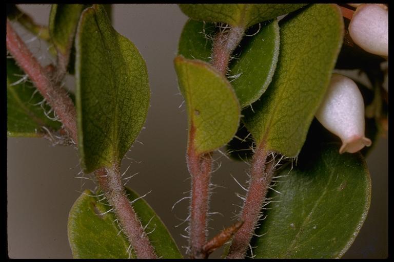 Image of glossyleaf manzanita