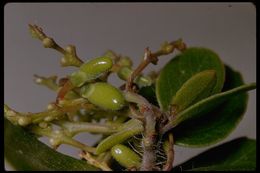 Image of glossyleaf manzanita