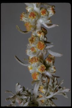 Image of beach wormwood